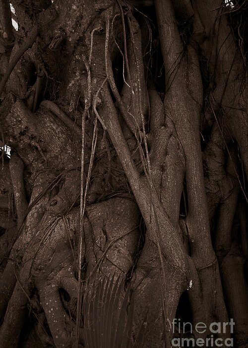 Banyan Greeting Card featuring the photograph Entwined by Kathi Shotwell