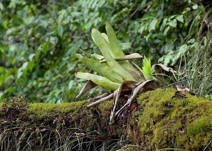 Bromeliad Greeting Card featuring the photograph Epiphytic Bromeliad by Philippe Psaila/science Photo Library
