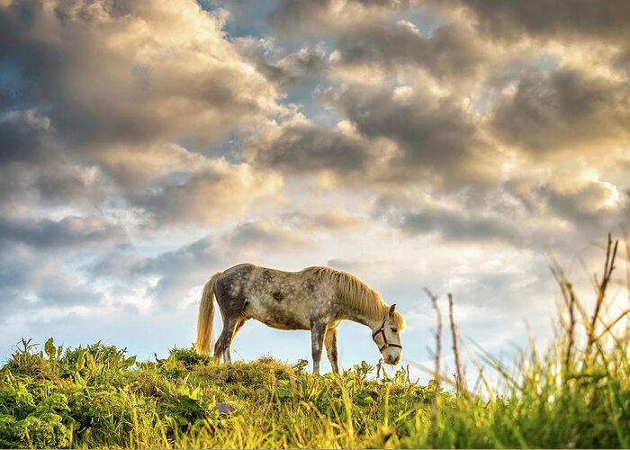 Horse Greeting Card featuring the photograph Equine Sky by Photographed By Owen O'grady