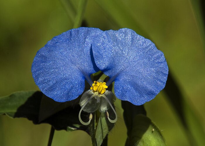 Nature Greeting Card featuring the photograph Erect Dayflower Commelina erecta DSMF096 by Gerry Gantt