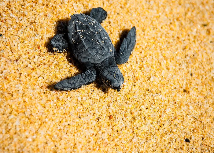 Baby Loggerhead Greeting Card featuring the photograph Escape by Sebastian Musial