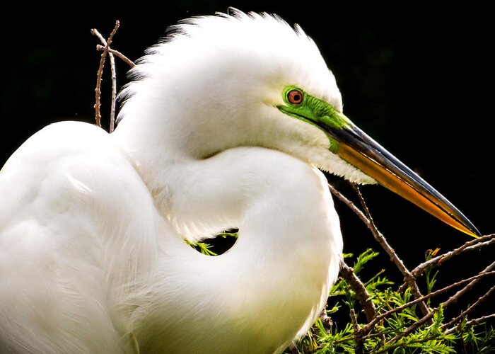 White Egrets Greeting Card featuring the photograph ESSENCE of BEAUTY by Karen Wiles