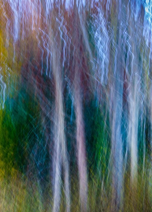 Trees Greeting Card featuring the photograph Ethereal Forest by Jennifer Kano