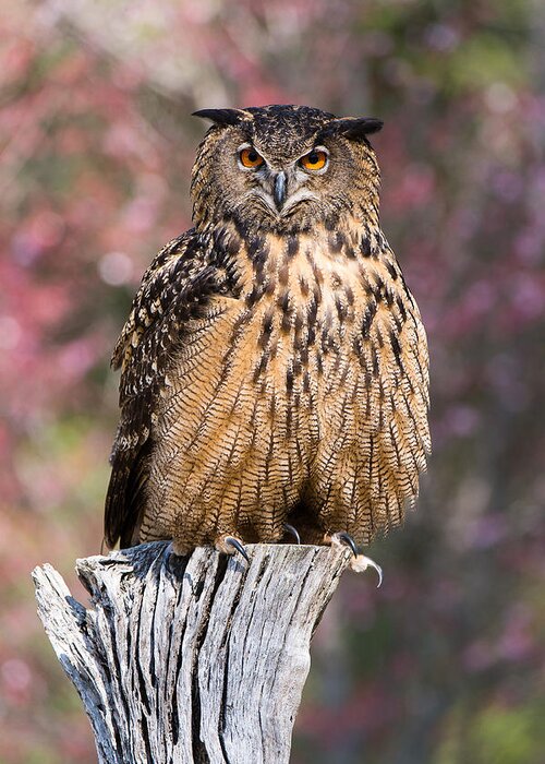Awendaw Greeting Card featuring the photograph Eurasian Eagle-Owl by Chris Smith