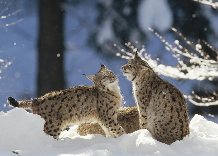 Feb0514 Greeting Card featuring the photograph Eurasian Lynx Pair Bayerischer Wald Np by Konrad Wothe