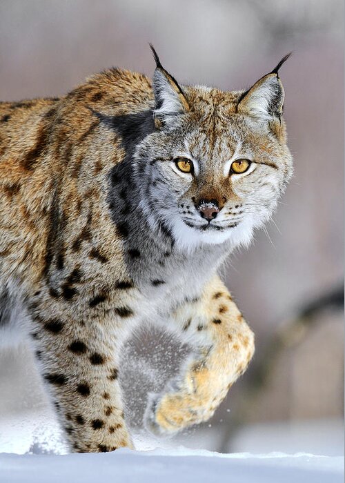 Mp Greeting Card featuring the photograph Eurasian Lynx Walking by Jasper Doest