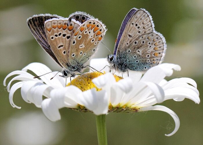 Polyommatus Icarus Greeting Card featuring the photograph European Common Blue Butterflies by Doris Potter