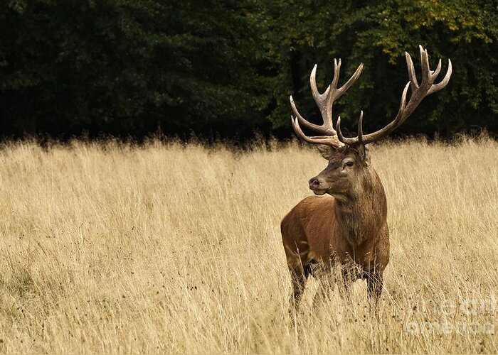 Wildlife Greeting Card featuring the photograph Bull Elk by Inge Riis McDonald