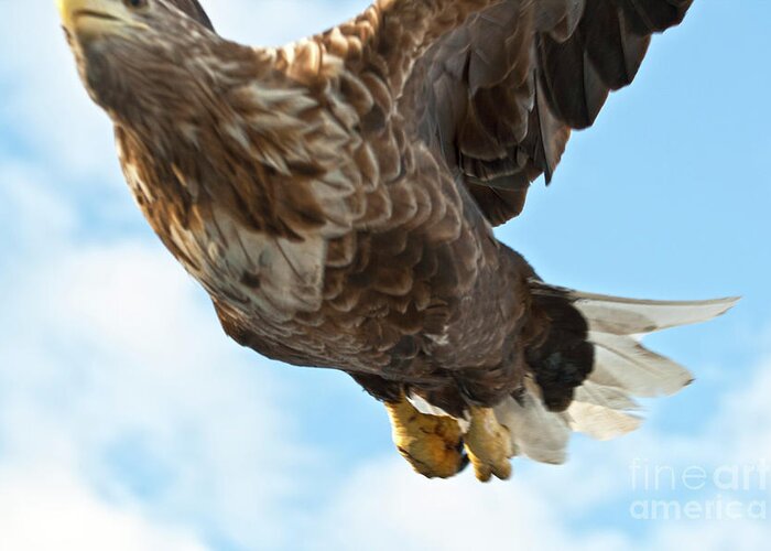 Heiko Greeting Card featuring the photograph European Flying Sea Eagle 2 by Heiko Koehrer-Wagner