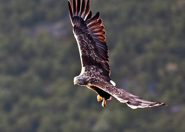 White_tailed Eagle Greeting Card featuring the photograph European Flying Sea Eagle 4 by Heiko Koehrer-Wagner