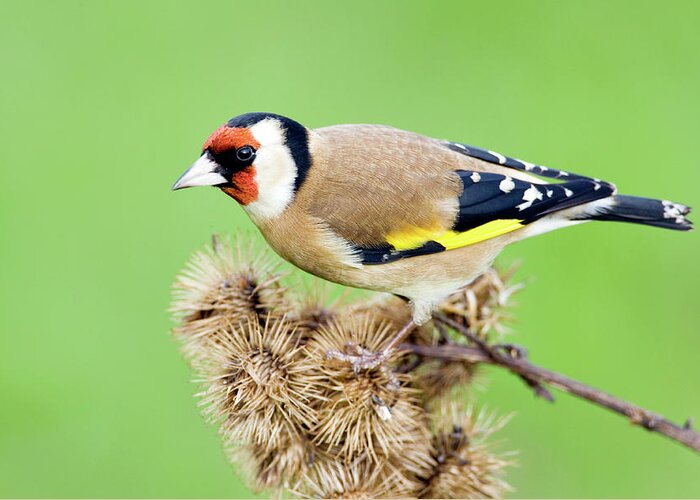 European Goldfinch Greeting Card featuring the photograph European Goldfinch by John Devries/science Photo Library