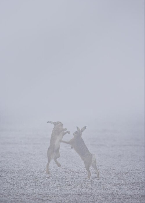 Flpa Greeting Card featuring the photograph European Hares Boxing by Elliott Neep