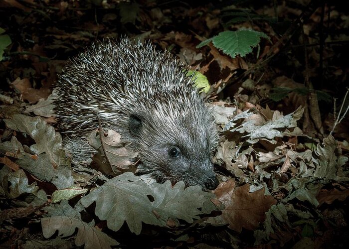 Europe Greeting Card featuring the photograph European Hedgehog At Night by Paul Williams