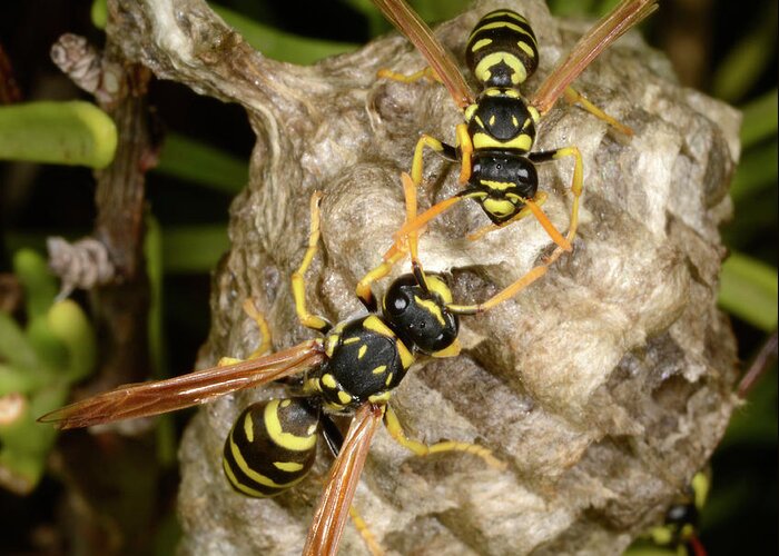 Animal Greeting Card featuring the photograph European Paper Wasps And Nest by Nigel Downer