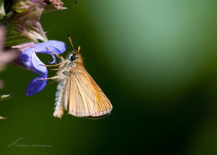 European Skipper Greeting Card featuring the photograph European Skipper by Torbjorn Swenelius