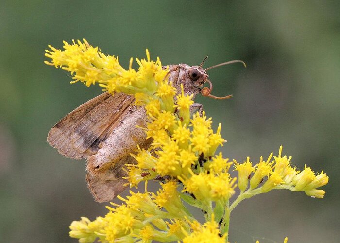Noctua Pronuba Greeting Card featuring the photograph European Yellow Underwing Moth by Doris Potter