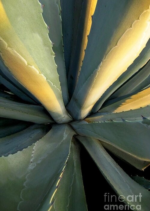 Desert Greeting Card featuring the photograph Evening Agave by Ellen Cotton