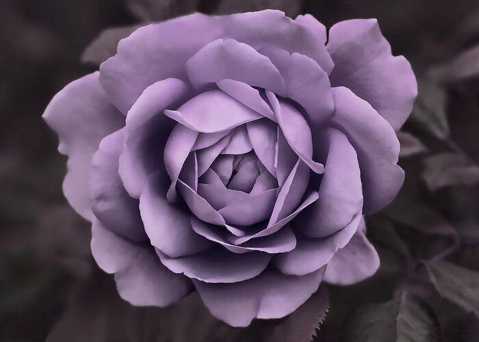 Rose Greeting Card featuring the photograph Evening Lavender Rose Flower by Jennie Marie Schell