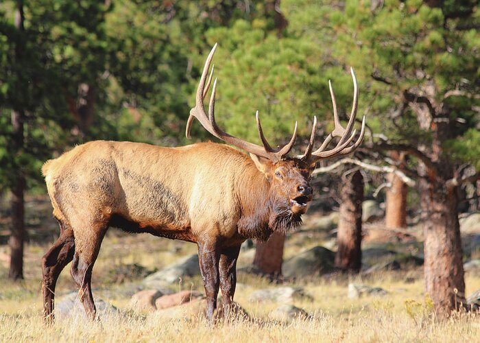 Elk Greeting Card featuring the photograph Evening Roundup by Shane Bechler