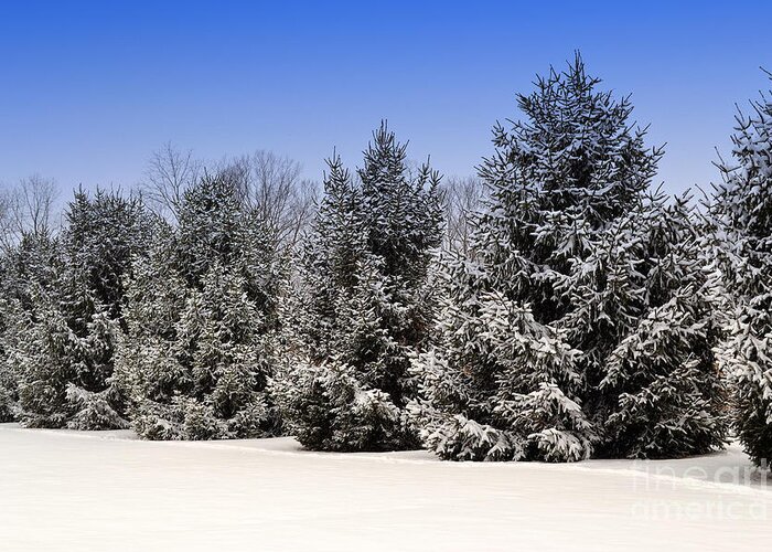 Winter Greeting Card featuring the photograph Evergreen Trees in Winter by Amy Lucid