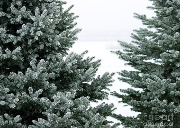 Evergreen Greeting Card featuring the photograph Evergreens by Debbie Hart