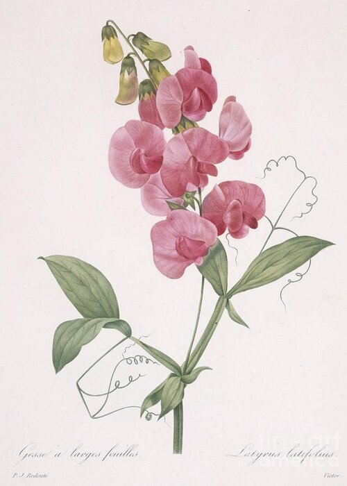 Redoute Greeting Card featuring the painting Everlasting Pea by Redoute by Pierre Joseph Redoute