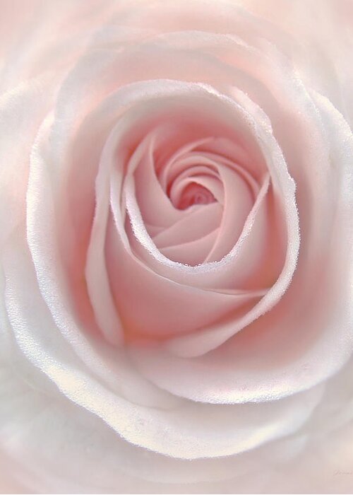 Rose Greeting Card featuring the photograph Everlasting Pink Rose Flower by Jennie Marie Schell