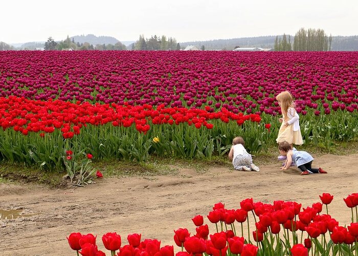 Tulips Greeting Card featuring the photograph Exploring the Tulip Fields by Jennifer Wheatley Wolf
