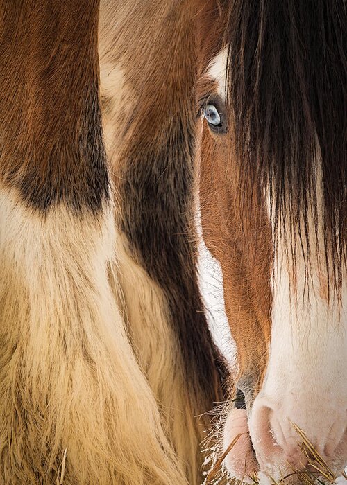 Horse Greeting Card featuring the photograph Eyes of Blue by Everet Regal