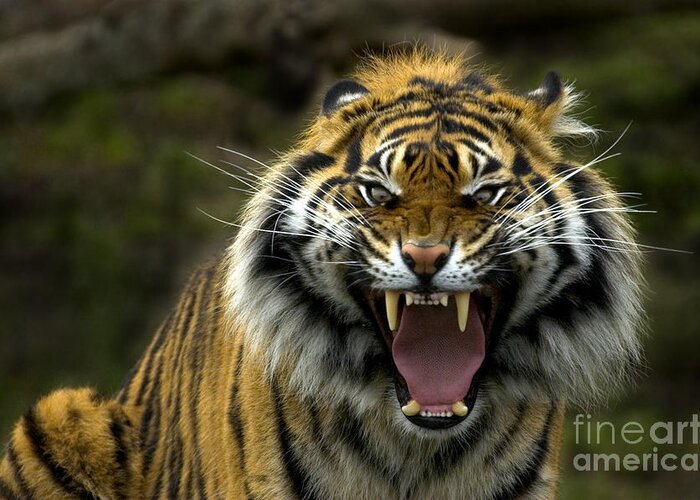 Tiger Greeting Card featuring the photograph Eyes of the Tiger by Michael Dawson