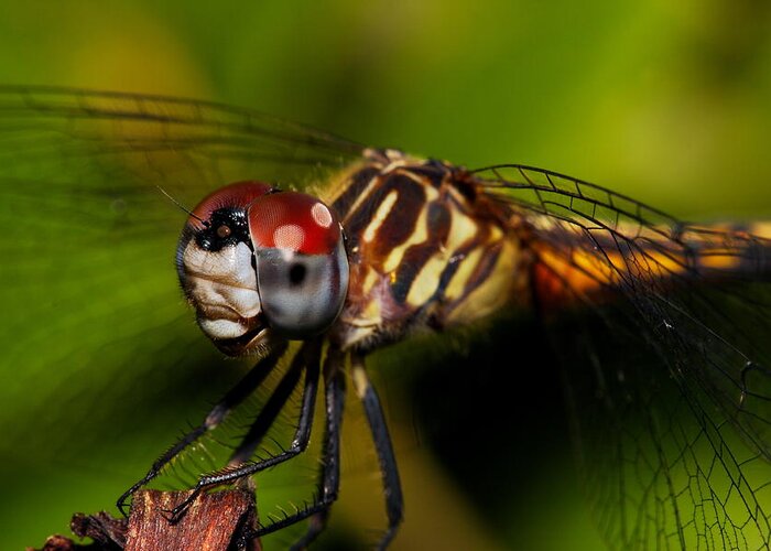 Dragonfly Greeting Card featuring the photograph Face Of The Dragon by Mike Farslow