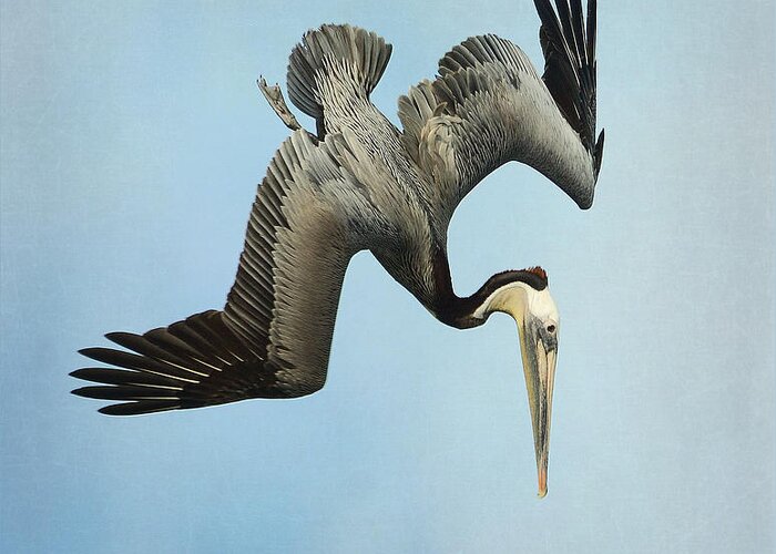 California Brown Pelican Greeting Card featuring the photograph Facing Downward by Fraida Gutovich