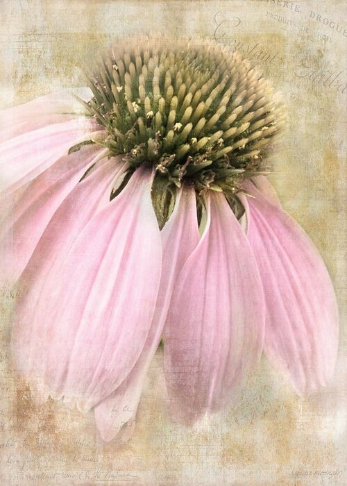 Coneflower Greeting Card featuring the photograph Faded Coneflower by Melissa Bittinger