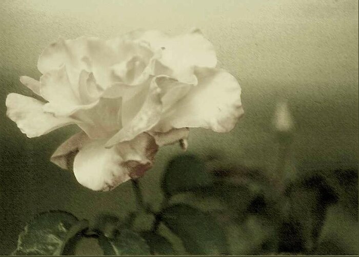 Rose Greeting Card featuring the photograph Faded Rose by Mary Wolf