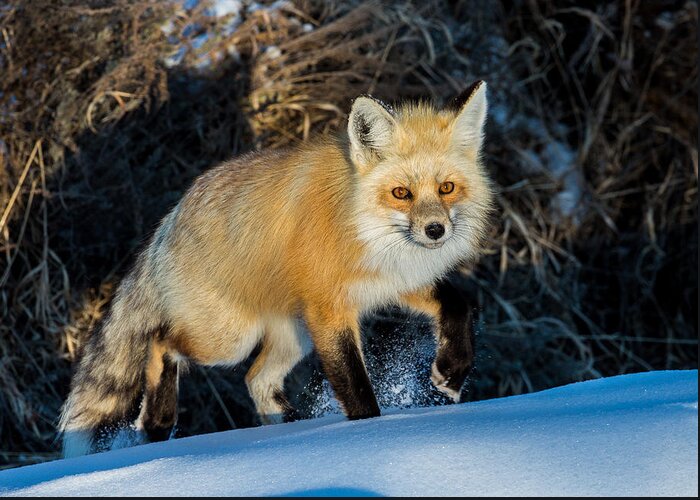 Fox Greeting Card featuring the photograph Fading Light by Kevin Dietrich