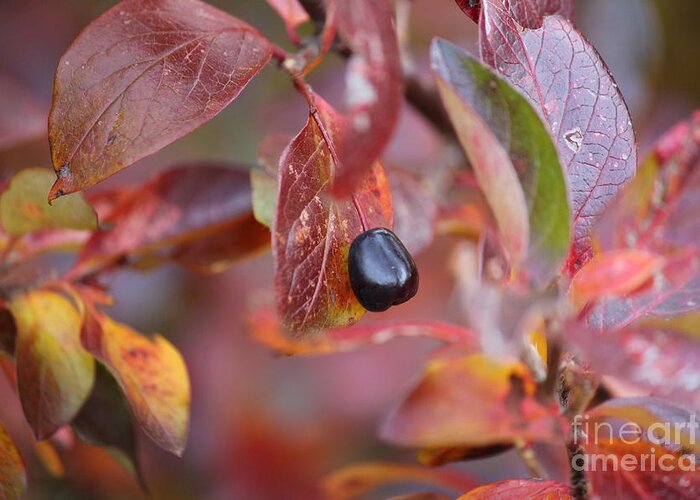 Fall Greeting Card featuring the photograph Fall Berry by Ann E Robson