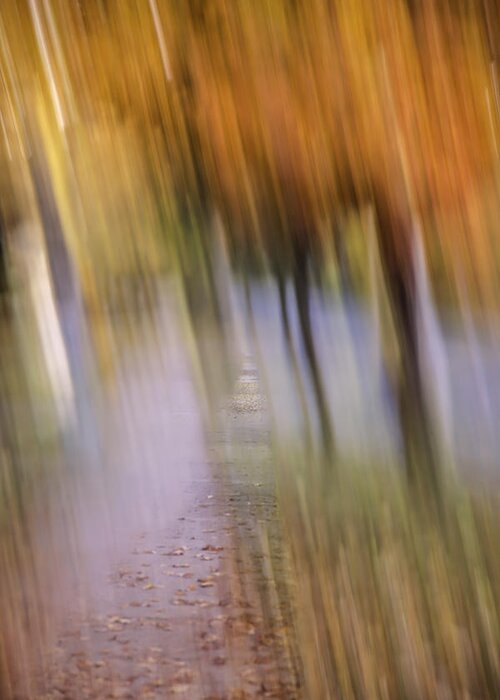 Abstract Greeting Card featuring the photograph Fall Canopy by Thomas Young
