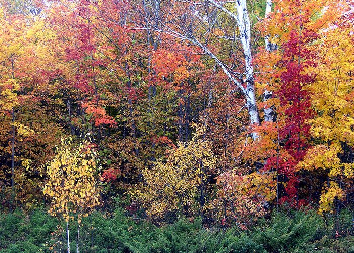 Fall Greeting Card featuring the photograph Fall Colors Near Ellison Bay by David T Wilkinson
