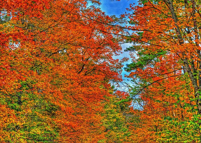 Fall Greeting Card featuring the photograph Fall foliage by Jim Boardman