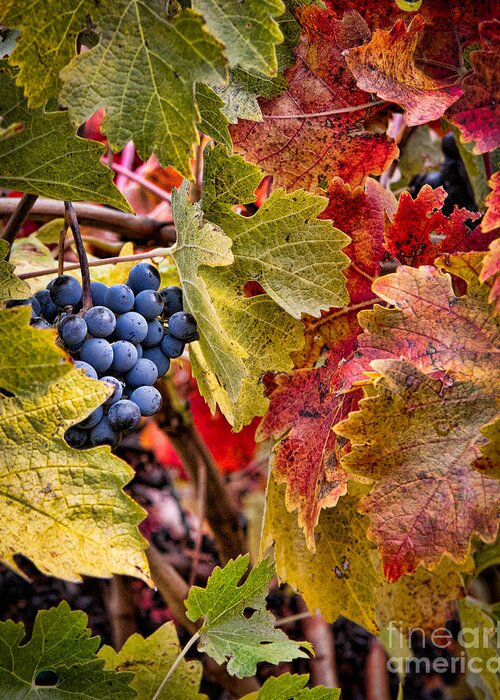 Grapes Greeting Card featuring the photograph Fall Grapes by Ana V Ramirez