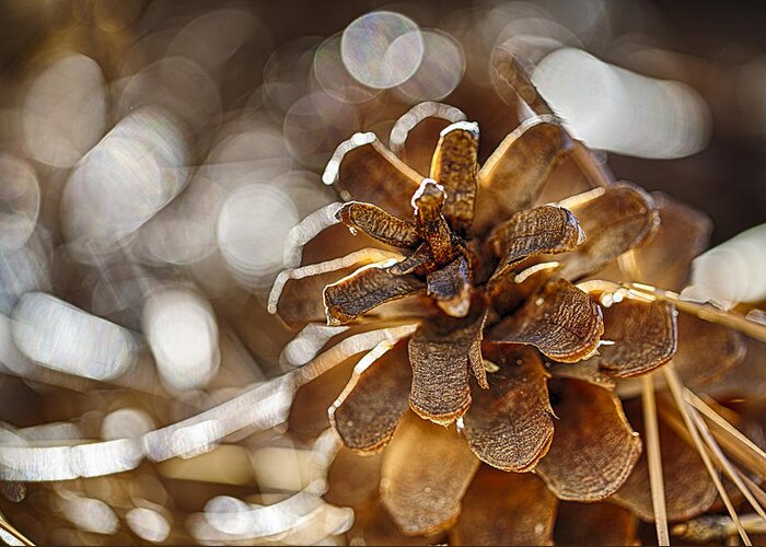 Pinecone Greeting Card featuring the photograph Fall Hike Up Humber by Scott Campbell