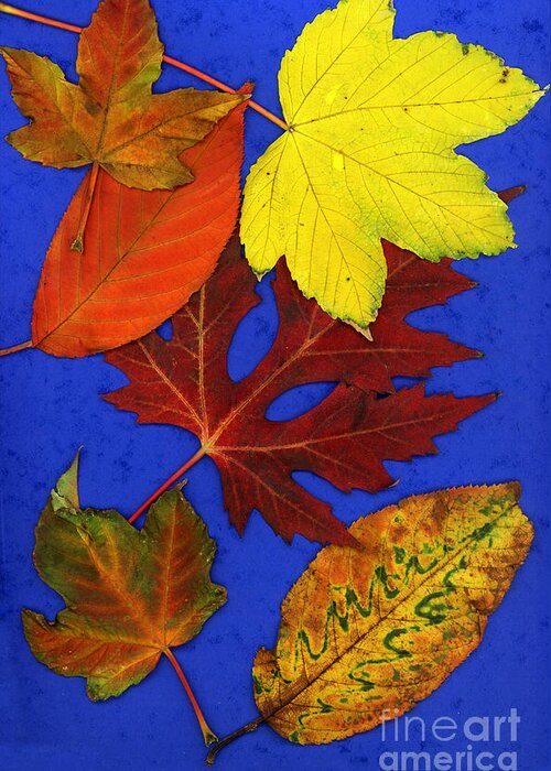 Fall Leaves Greeting Card featuring the photograph Fall Leaves by AJ Photos