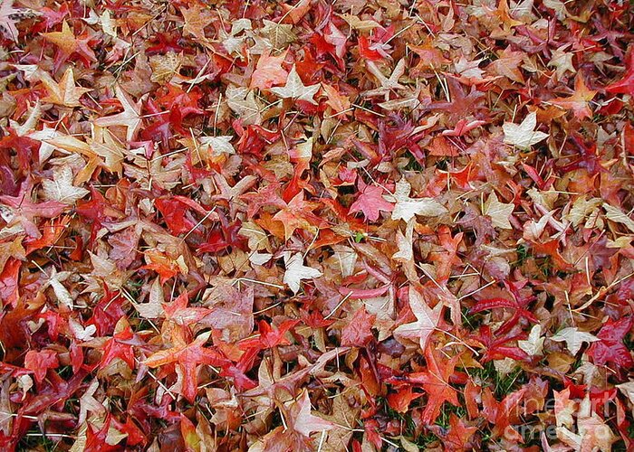Leaves Greeting Card featuring the photograph Fall Leaves by Bev Conover