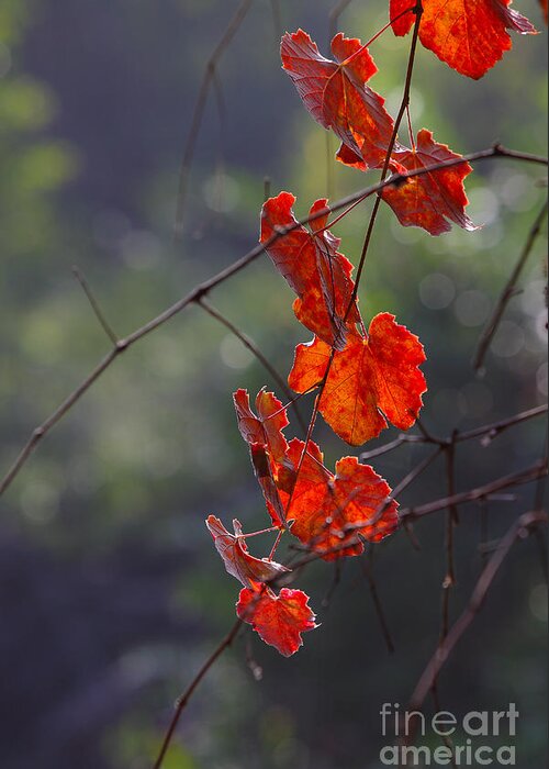 Acer Greeting Card featuring the photograph Fall leaves by Nicholas Burningham