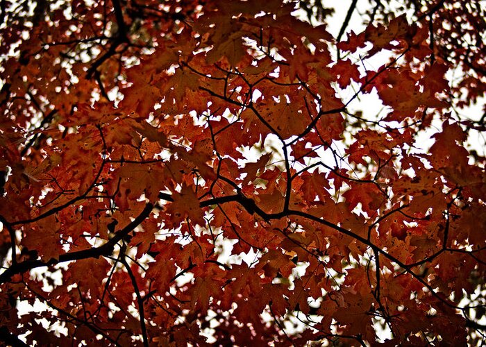 Maple Tree Greeting Card featuring the photograph Fall Maples - 04 by Wayne Meyer