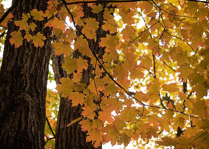 Maple Tree Greeting Card featuring the photograph Fall Maples - 06 by Wayne Meyer