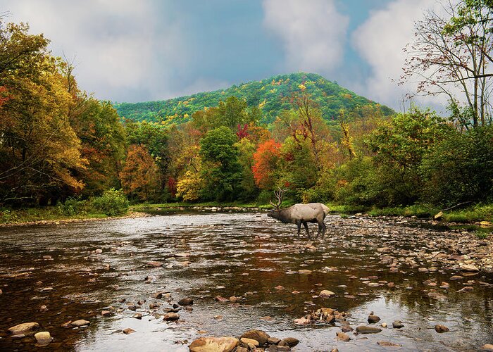 Tranquility Greeting Card featuring the photograph Fall Mountain Stream With Elk Crossing by Larry Keller, Lititz Pa.
