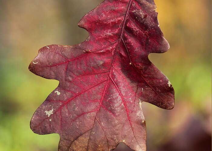Fall Colors Greeting Card featuring the photograph Fall Oak Leaf by Harold Hopkins