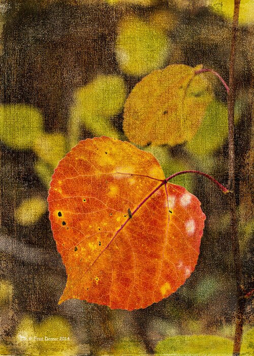 Fall Colors Greeting Card featuring the photograph Fall Quaking Aspen by Fred Denner