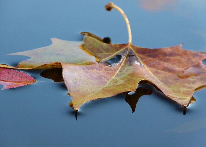 Leaves Greeting Card featuring the photograph Fall Reflections by Jane Ford